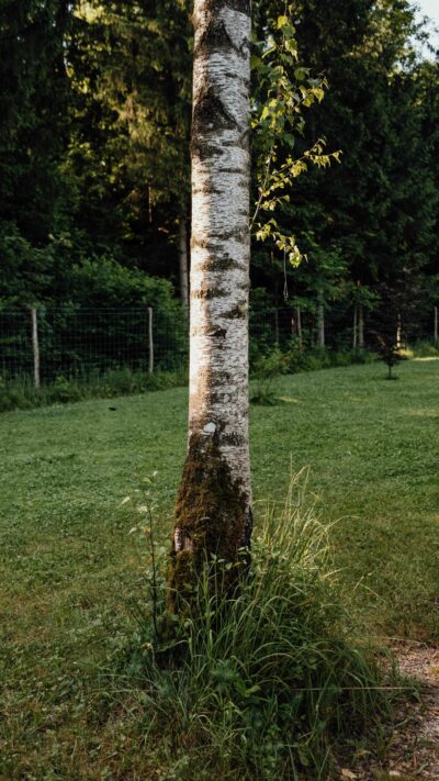 Salic x Salzburger Verkehrsbund